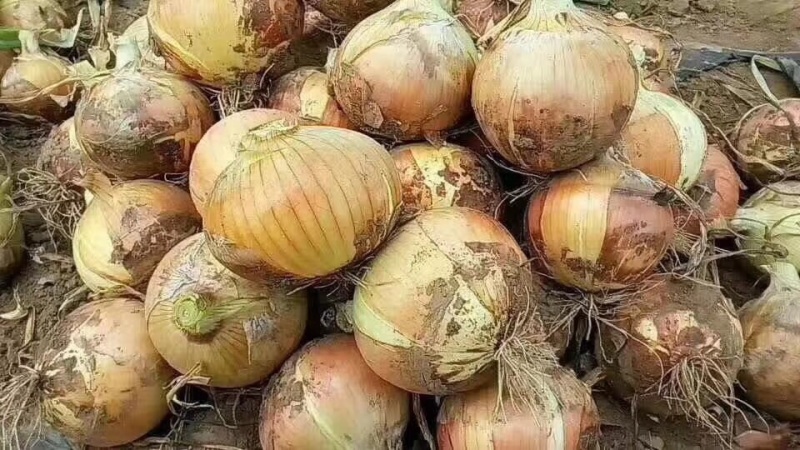 新野红皮洋葱产地直销欢迎选购和时价咨询