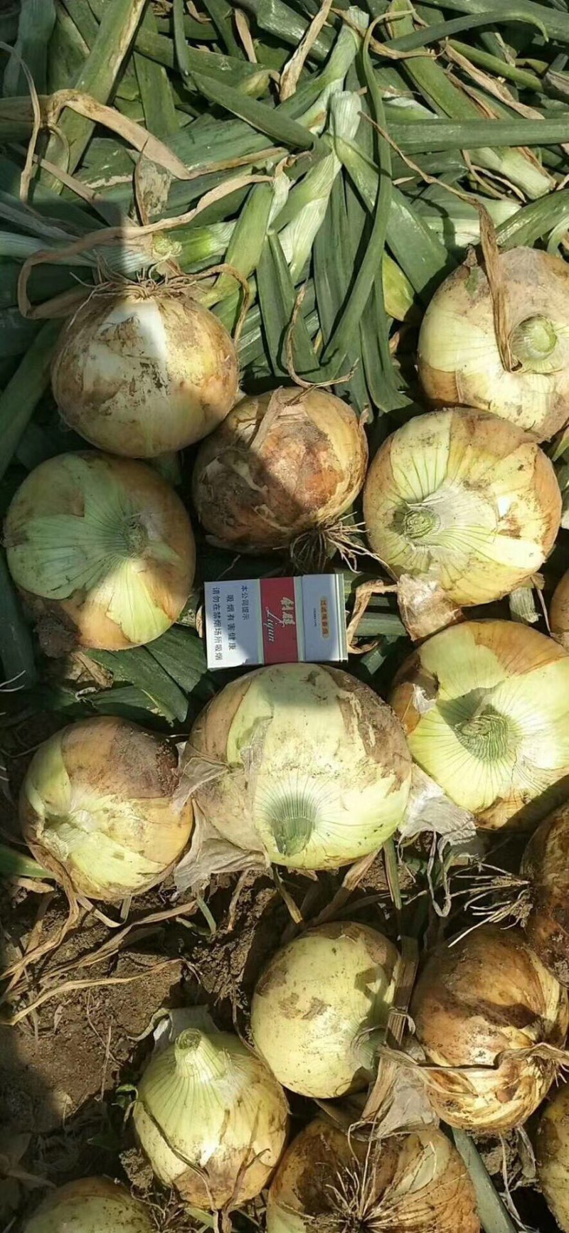 新野红皮洋葱产地直销欢迎选购和时价咨询