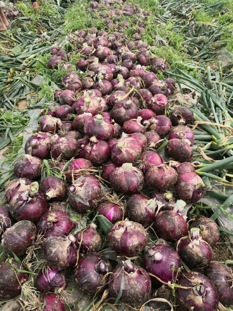 新野红皮洋葱产地直销欢迎选购和时价咨询