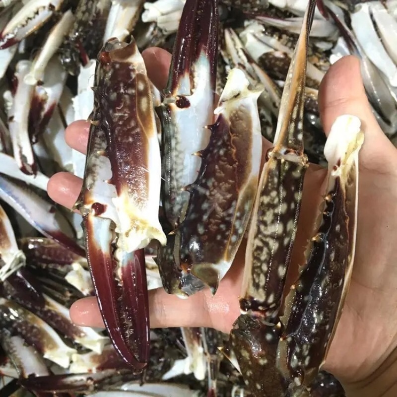 蟹钳梭子蟹飞蟹蟹钳蟹脚香辣蟹钳餐饮用水产批发