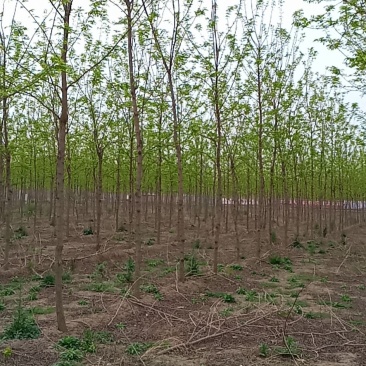 刺槐（白花槐），8公分至15公分，精品量大