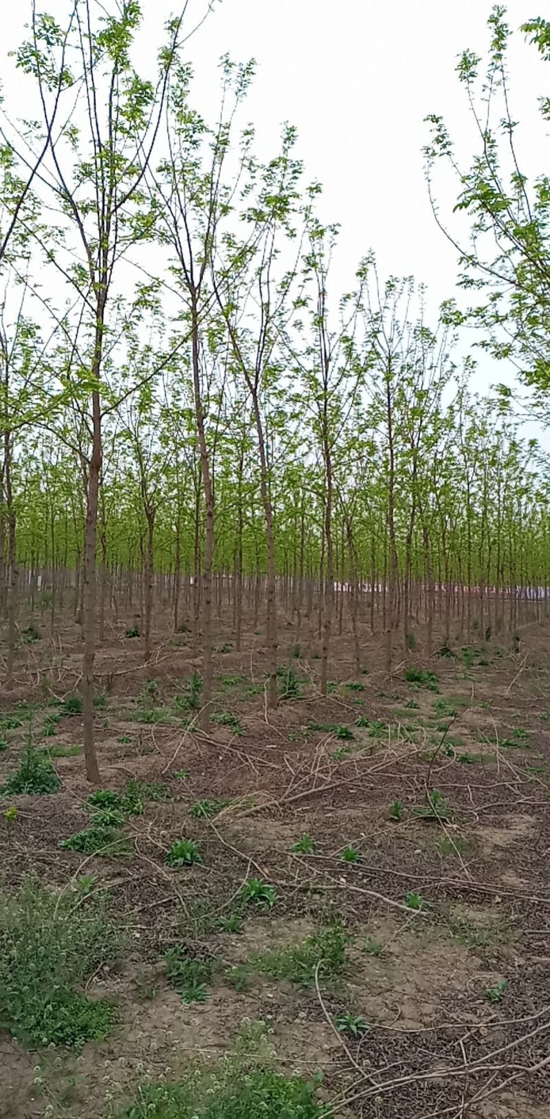 刺槐（白花槐），8公分至15公分，精品量大