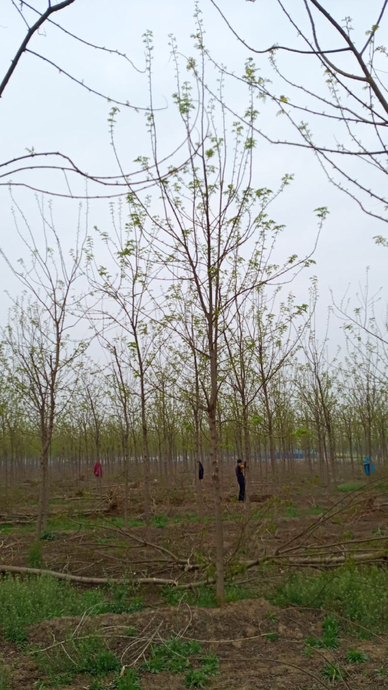 刺槐（白花槐），8公分至15公分，精品量大