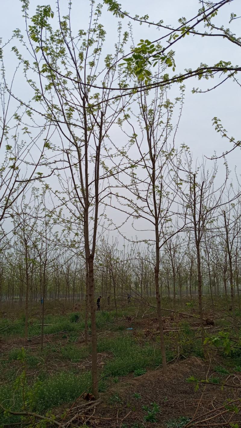 刺槐（白花槐），8公分至15公分，精品量大