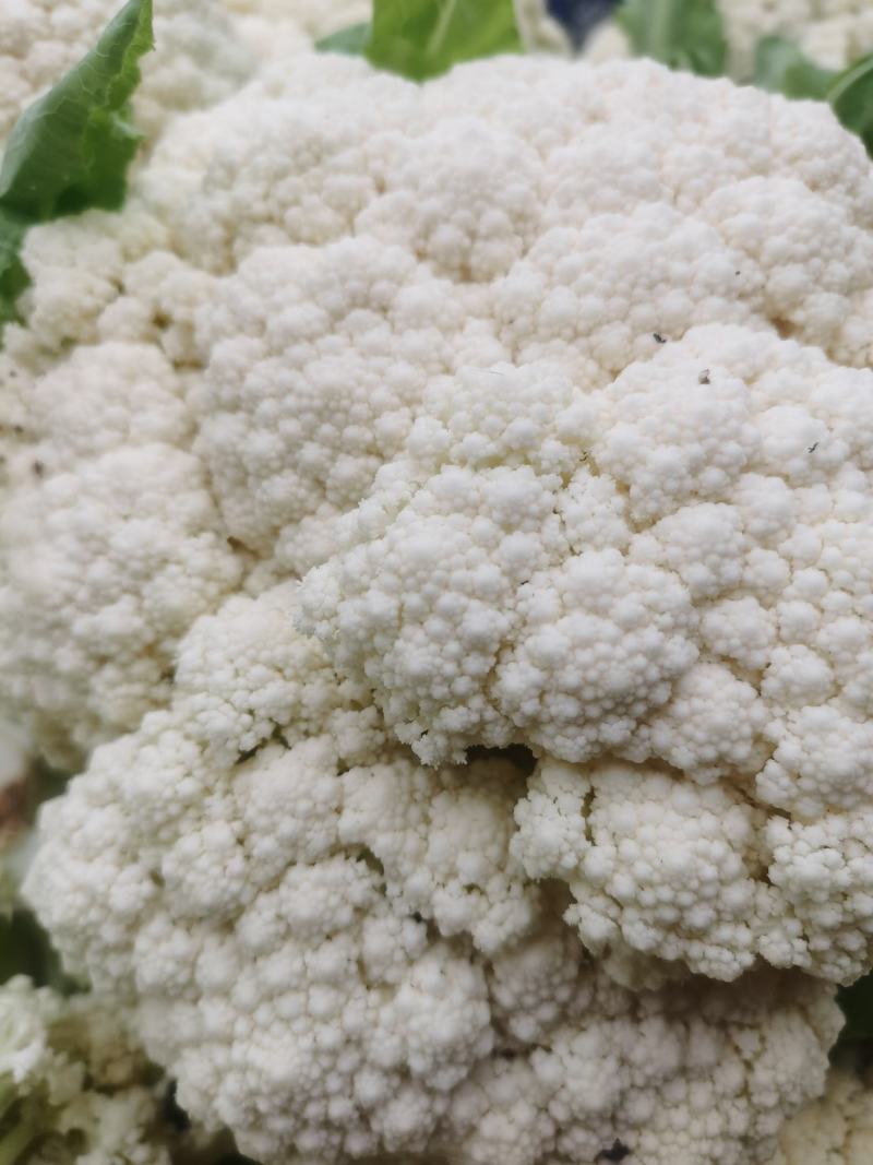 各种蔬菜大量上市，寻找有实力的合作伙伴