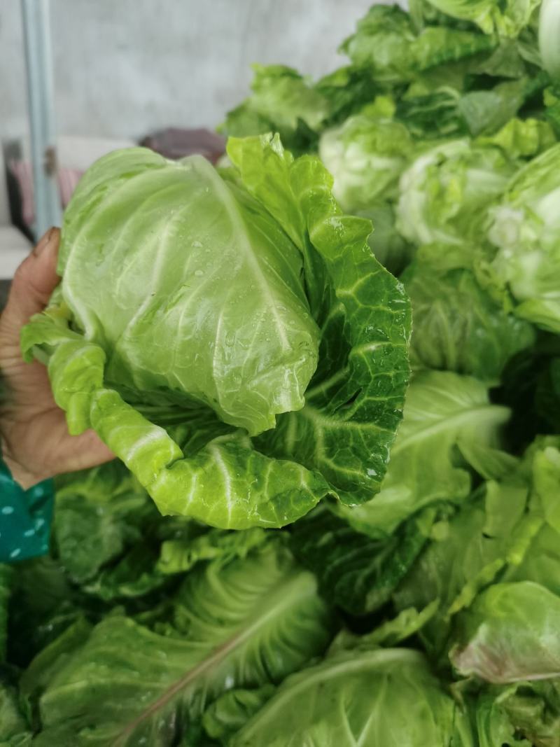 各种蔬菜大量上市，寻找有实力的合作伙伴