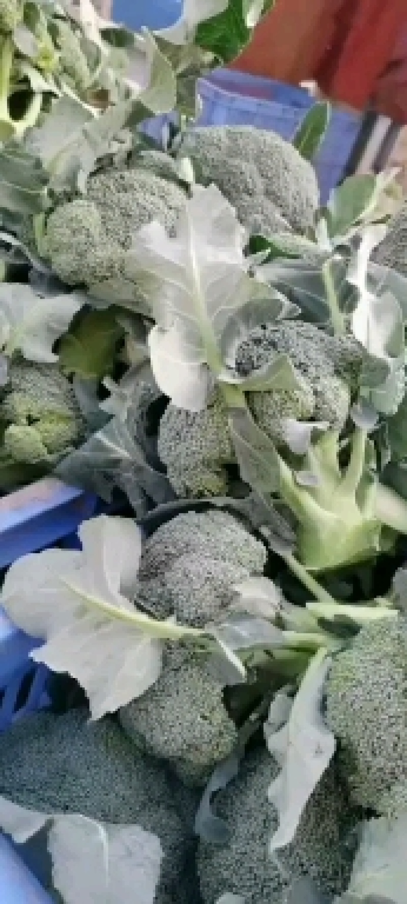 各种蔬菜大量上市，寻找有实力的合作伙伴