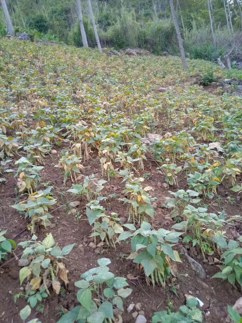 花豆，云南农家红花豆，酸菜豆米，晒全干，2023年新品
