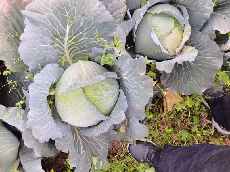 各种蔬菜大量上市，寻找有实力的合作伙伴