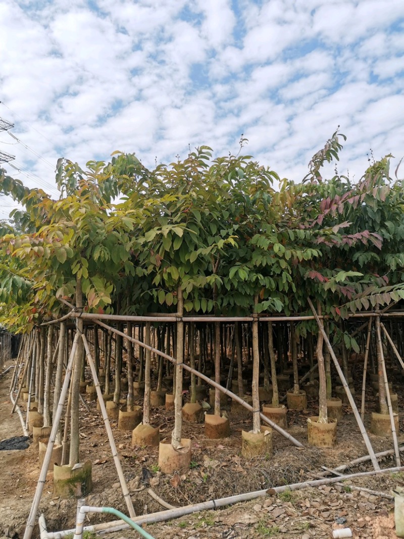 大叶紫薇批发大花紫薇袋苗5-15公分公园小区园林绿化