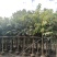 大叶紫薇批发大花紫薇袋苗5-15公分公园小区园林绿化
