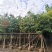 大叶紫薇批发大花紫薇袋苗5-15公分公园小区园林绿化