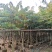 大叶紫薇批发大花紫薇袋苗5-15公分公园小区园林绿化