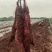 陕西·凤翔·虢王红薯种植基地。可供超市、电商、批发及零售