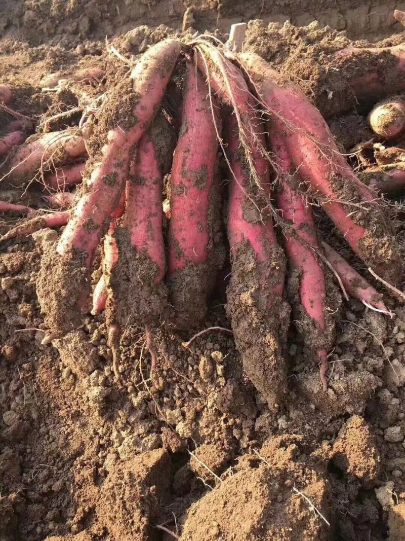 陕西·凤翔·虢王红薯种植基地。可供超市、电商、批发及零售