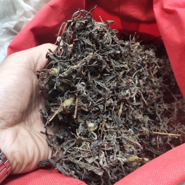 高茶，又叫老林茶，树上结的茶叶