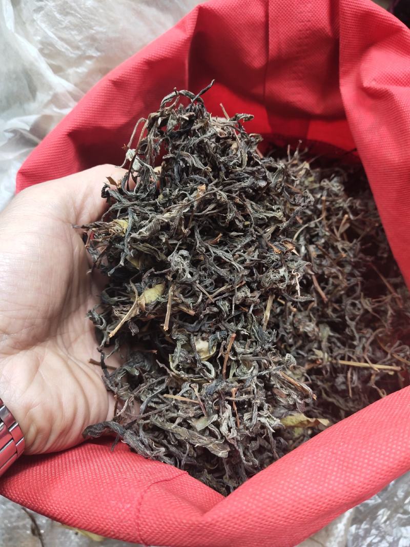 高茶，又叫老林茶，树上结的茶叶
