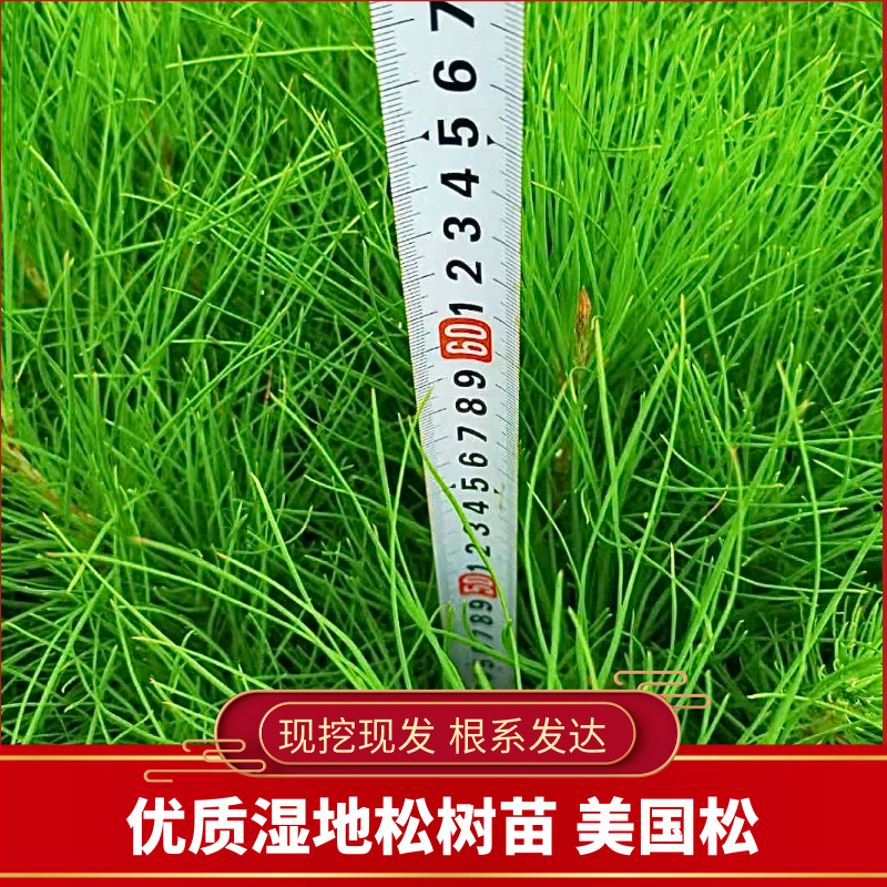 优质湿地松美国松源头货源，基地直发，规格齐全，价格实惠