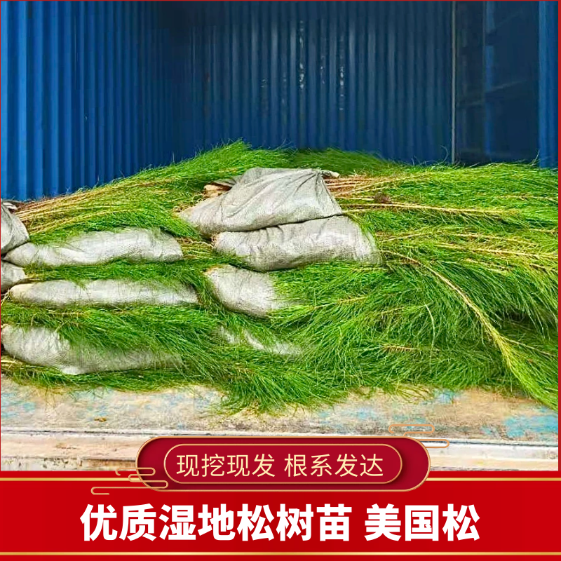 优质湿地松美国松源头货源，基地直发，规格齐全，价格实惠