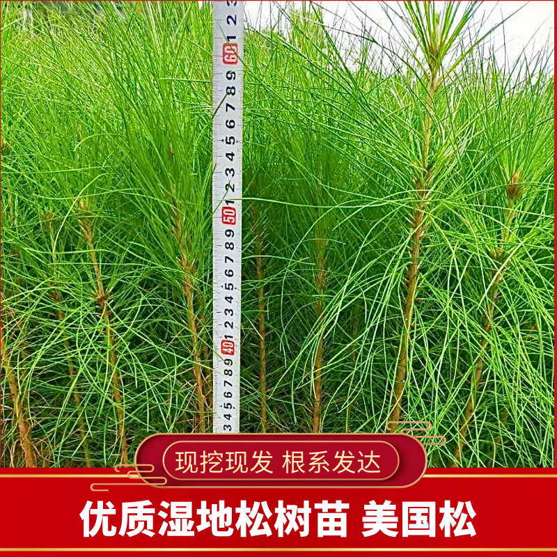 优质湿地松美国松源头货源，基地直发，规格齐全，价格实惠