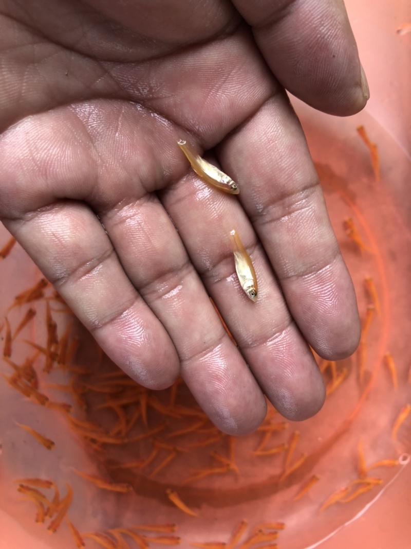 〖金草鱼苗〗俄罗斯金草鱼苗淡水养殖活体鱼苗