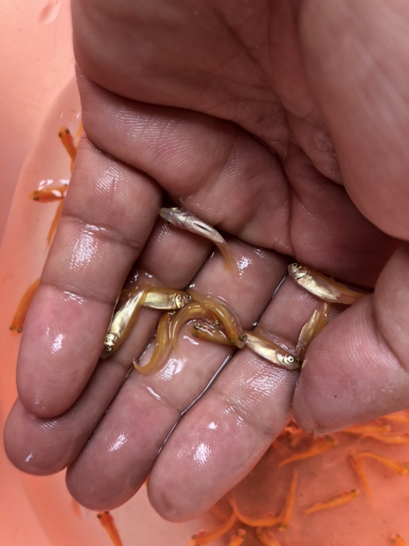 〖金草鱼苗〗俄罗斯金草鱼苗淡水养殖活体鱼苗