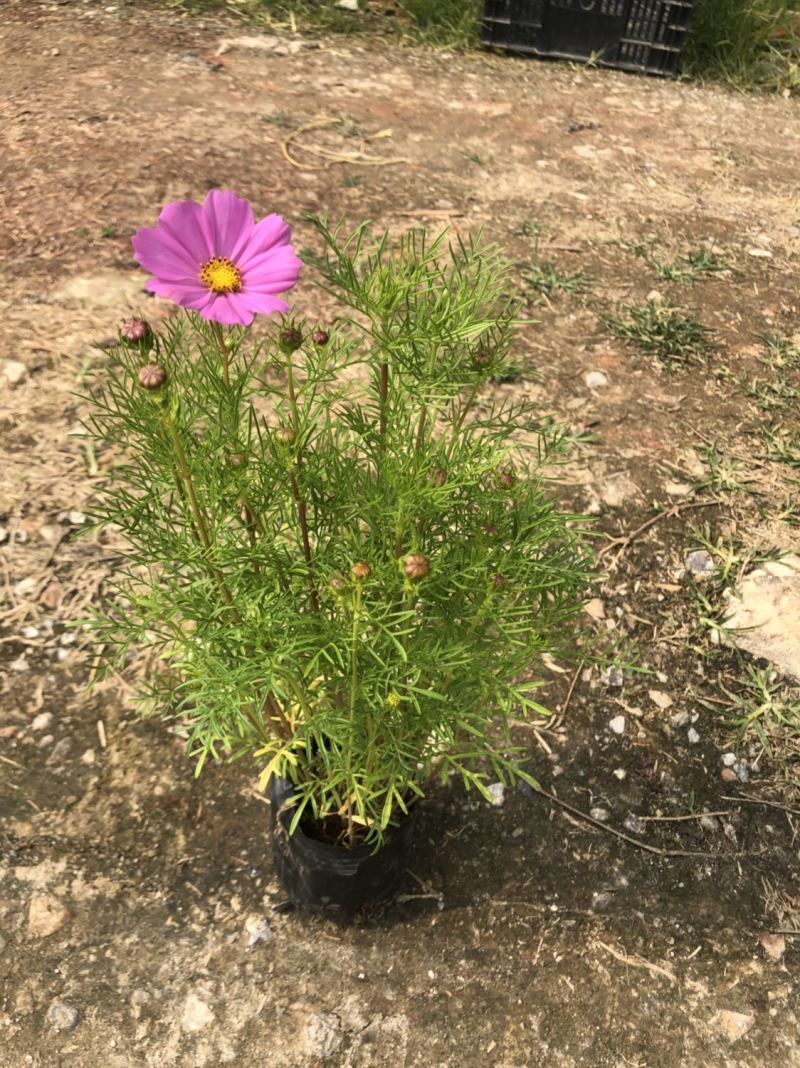 基地大量泥碳土时花