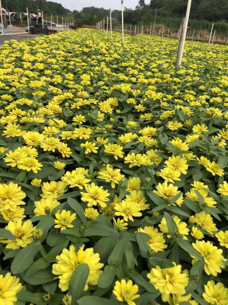基地大量泥碳土时花