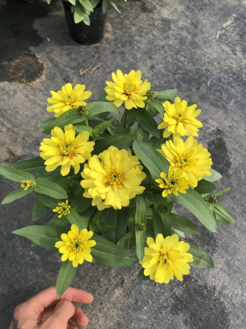 基地大量泥碳土时花