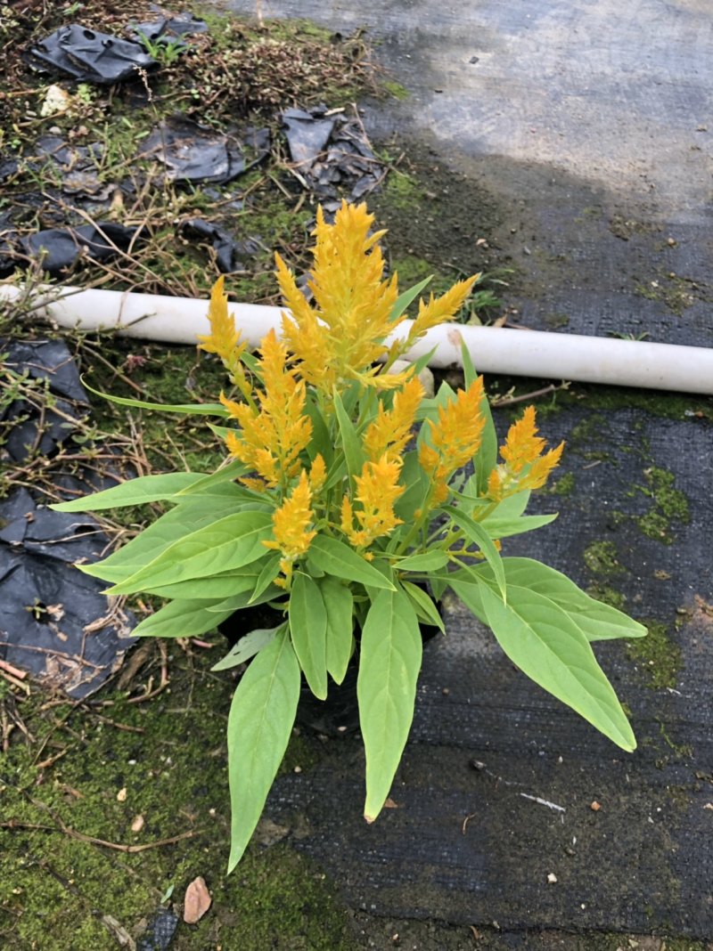 基地大量泥碳土时花