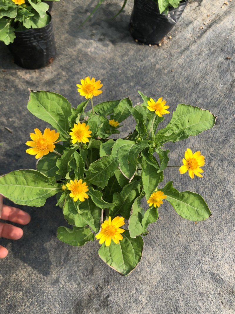 基地大量泥碳土时花