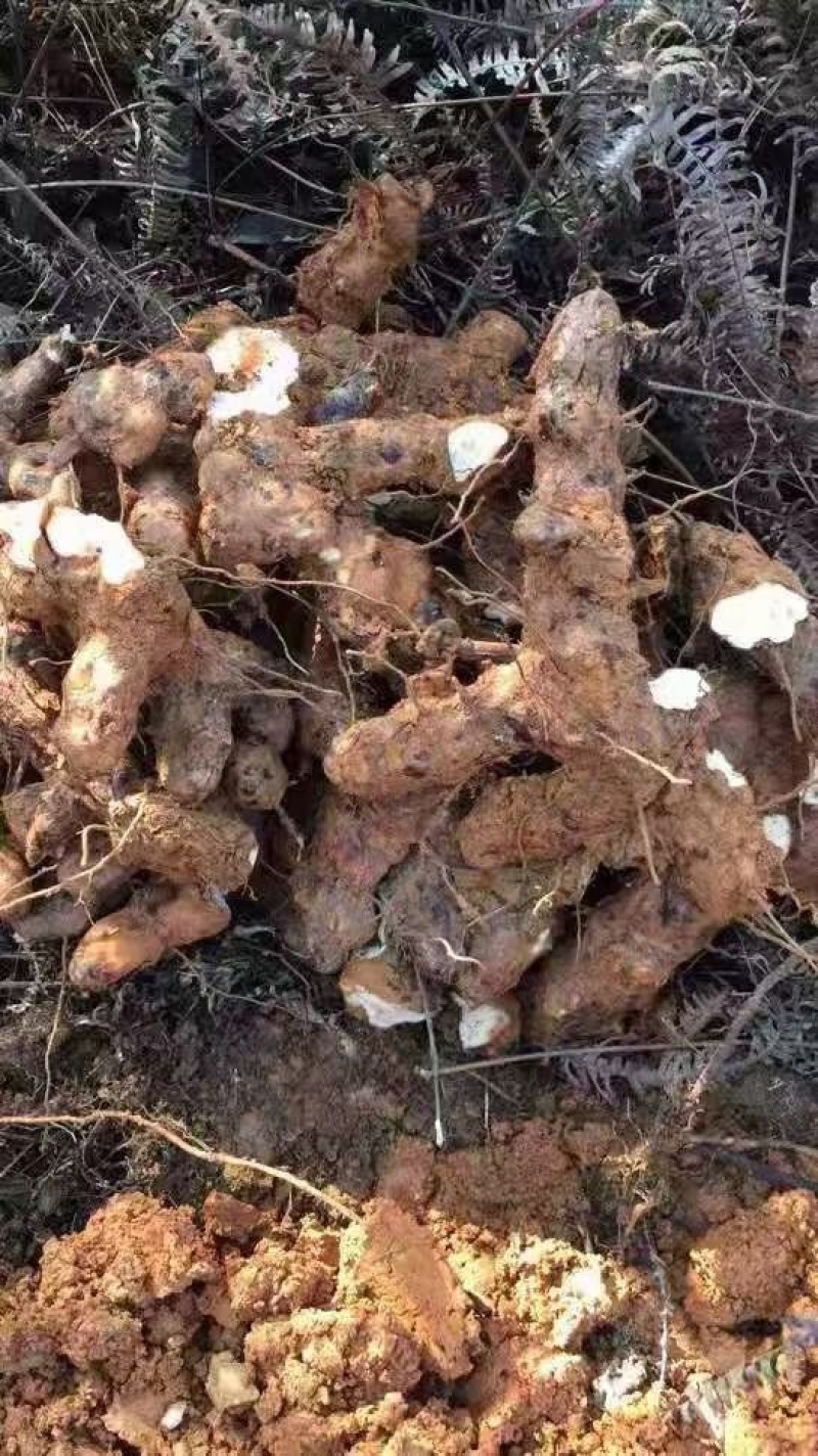 纯本地土茯苓片，野生土茯苓，广东紫金本地土茯苓干片