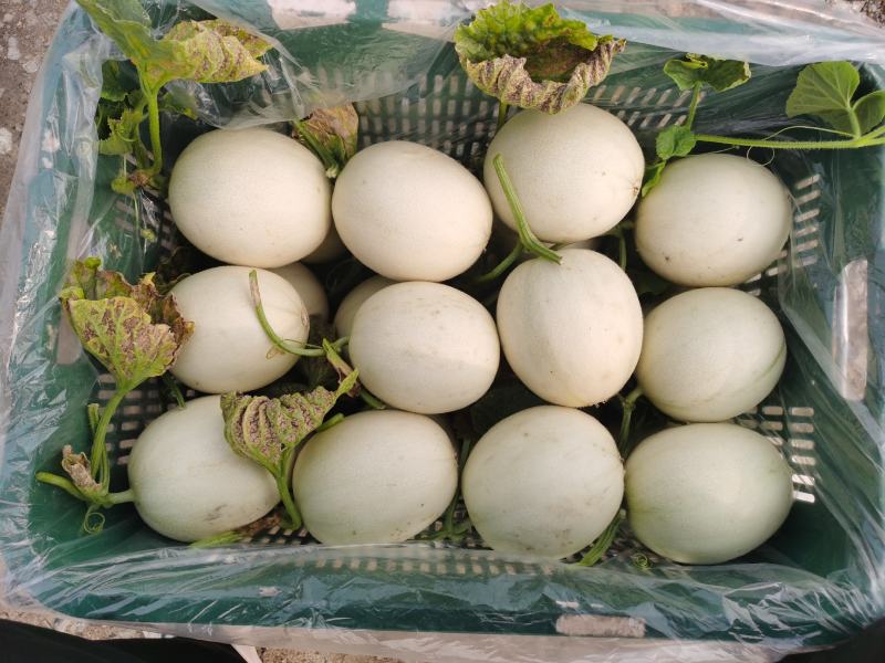 嘉兴银霆农业有限公司---银霆生鲜--玉菇