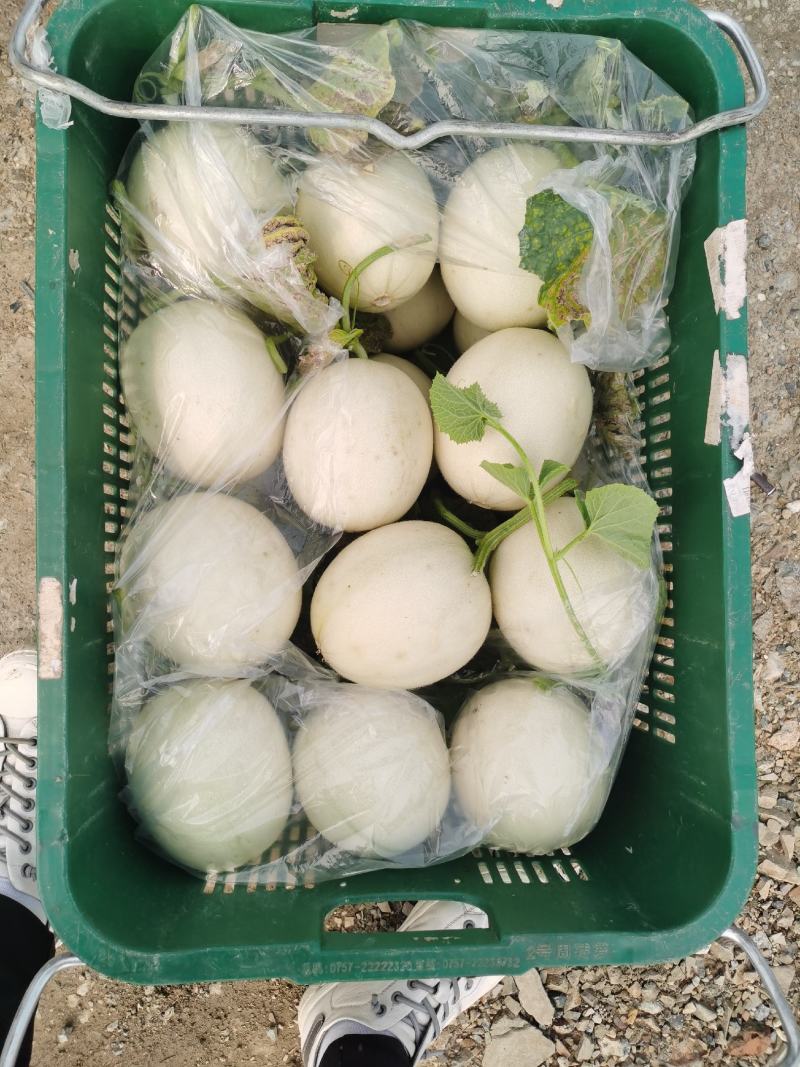 嘉兴银霆农业有限公司---银霆生鲜--玉菇