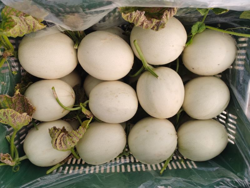 嘉兴银霆农业有限公司---银霆生鲜--玉菇