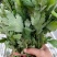 金丝皇菊苗，金丝菊，基地直供，量大从优，