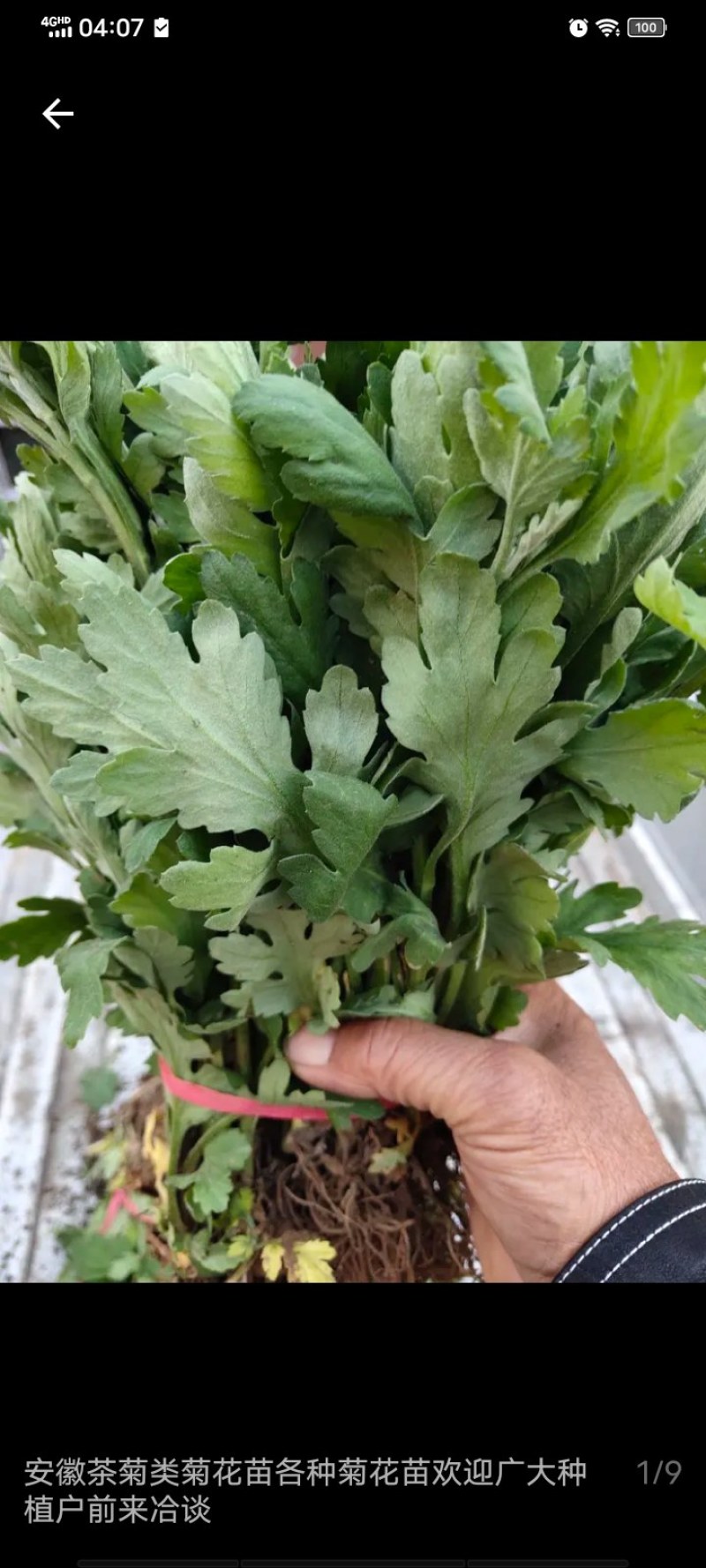 金丝皇菊苗，金丝菊，基地直供，量大从优，