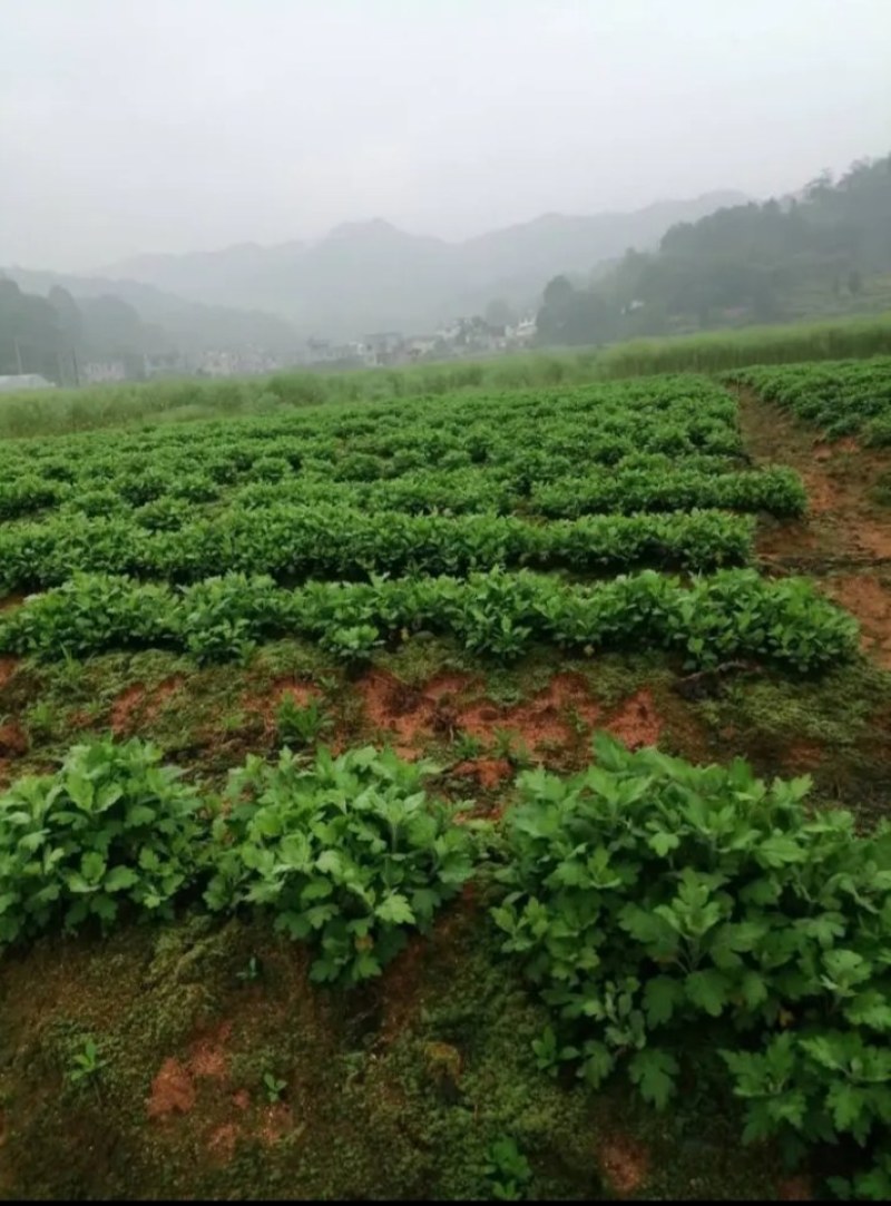金丝皇菊苗，金丝菊，基地直供，量大从优，