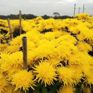 金丝皇菊苗，金丝菊，基地直供，量大从优，