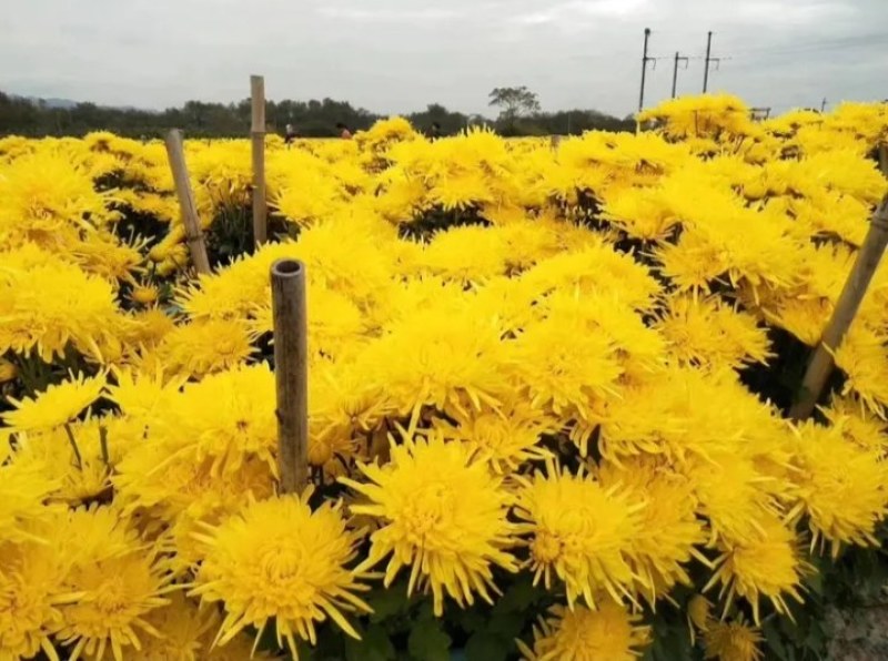 金丝皇菊苗，金丝菊，基地直供，量大从优，