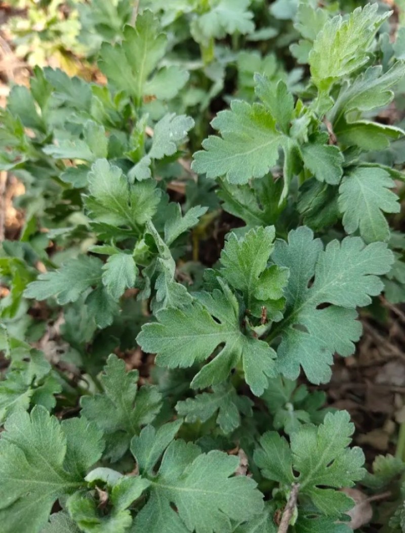 金丝皇菊苗，金丝菊，基地直供，量大从优，