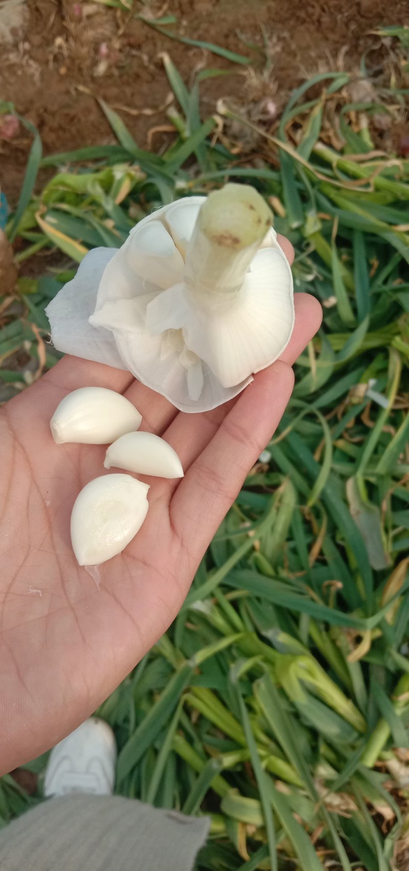 新鲜大蒜大量上市了，欢迎各地客商前来采购