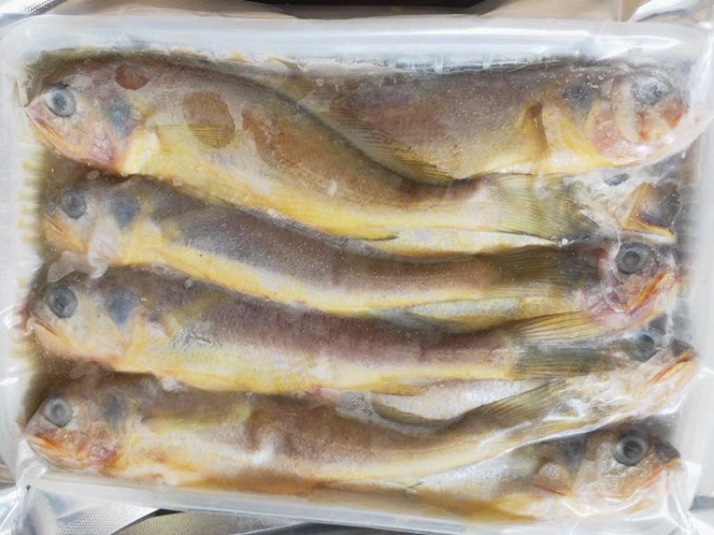 小黄花鱼新鲜美味黄鱼海鱼冰冻海鲜水产黄鱼小黄鱼