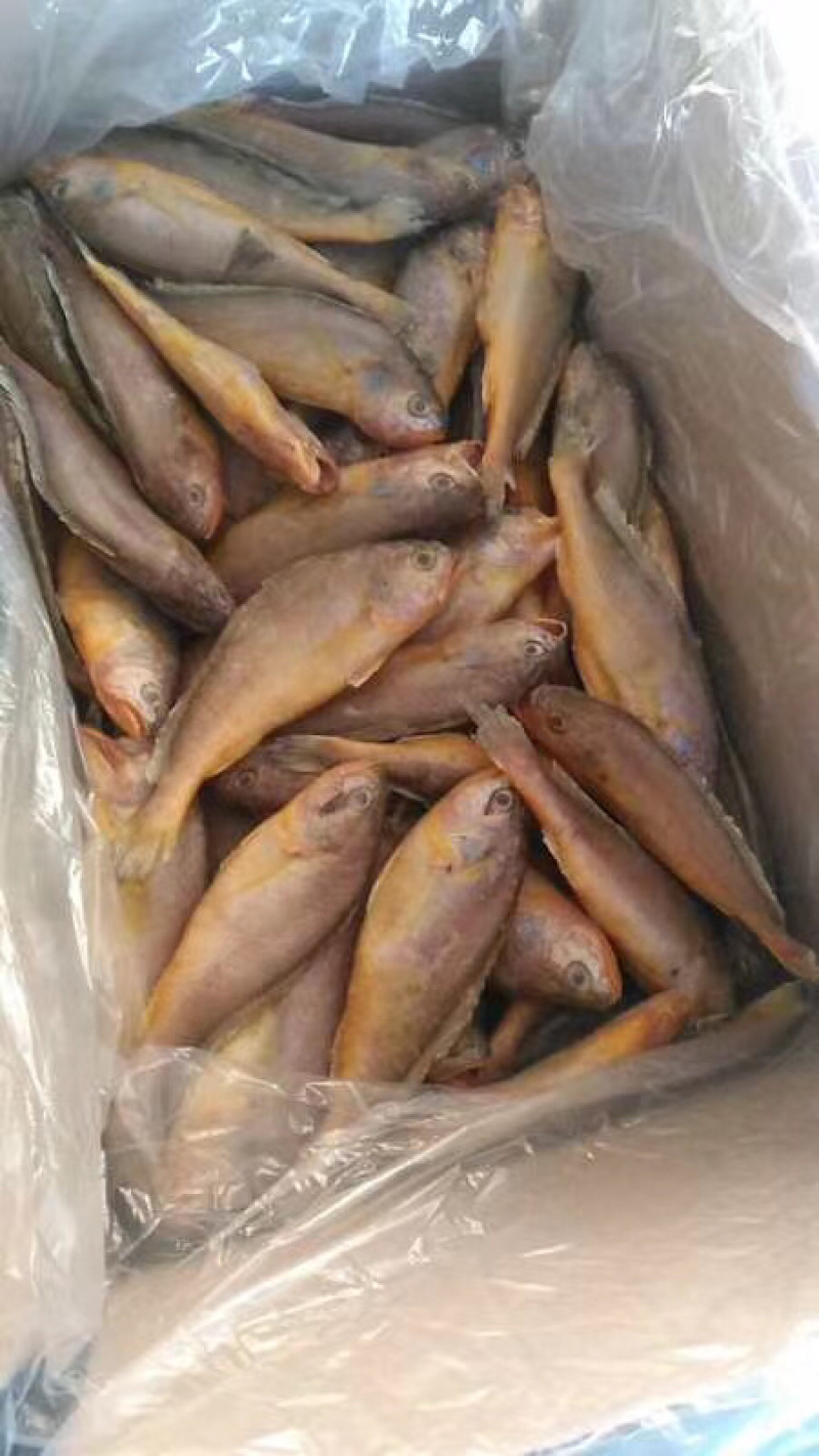 小黄花鱼新鲜美味黄鱼海鱼冰冻海鲜水产黄鱼小黄鱼