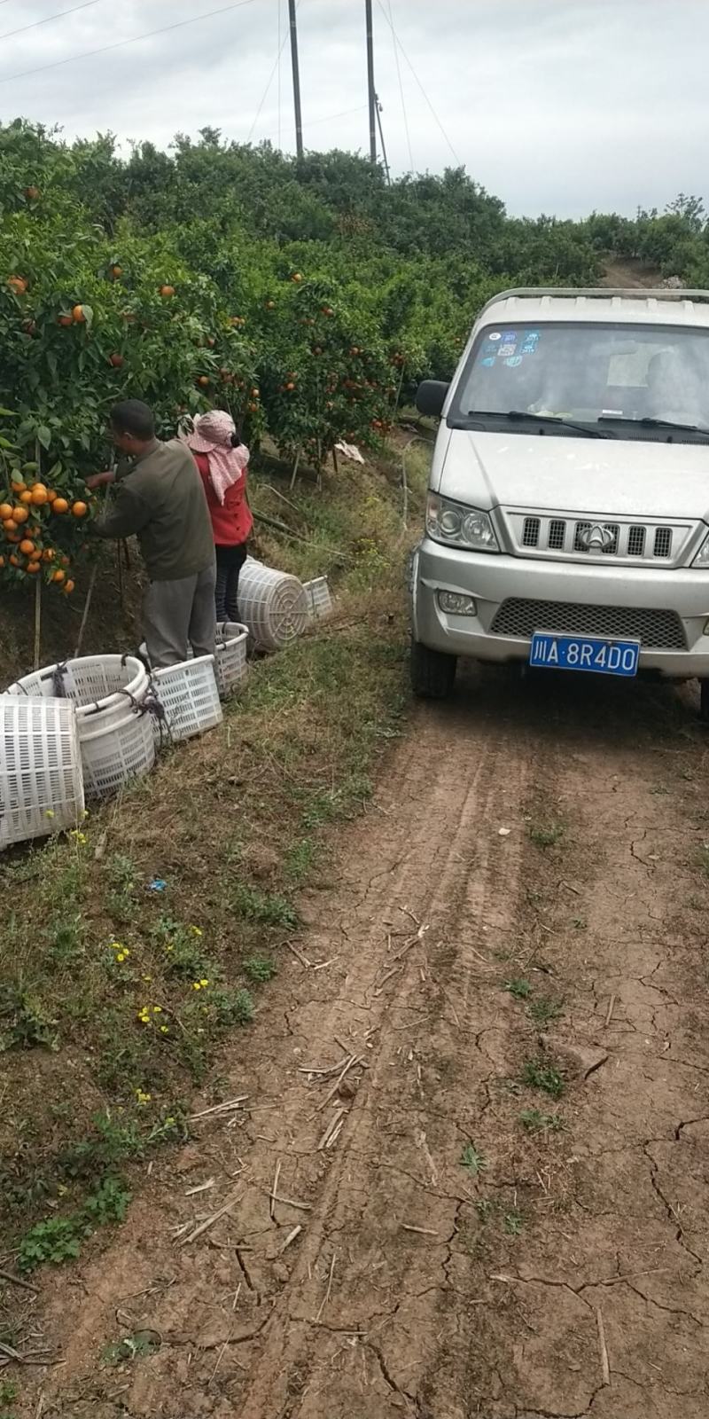 现货可以装托板车大型农场无干水无冻伤果面干净个头均匀