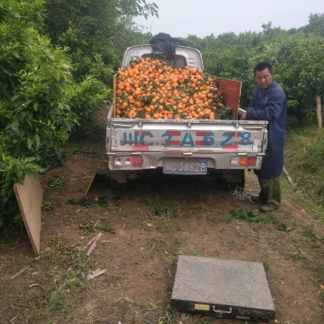 现货可以装托板车大型农场无干水无冻伤果面干净个头均匀