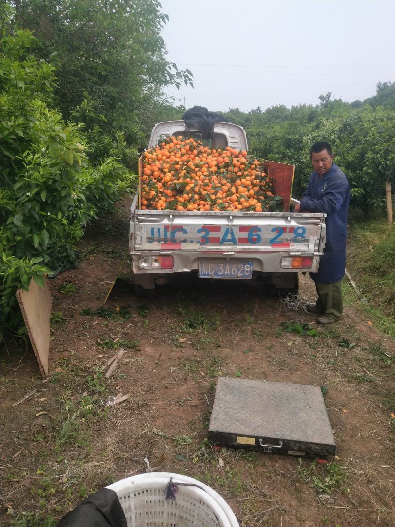 现货可以装托板车大型农场无干水无冻伤果面干净个头均匀