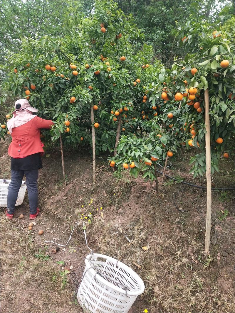 现货可以装托板车大型农场无干水无冻伤果面干净个头均匀