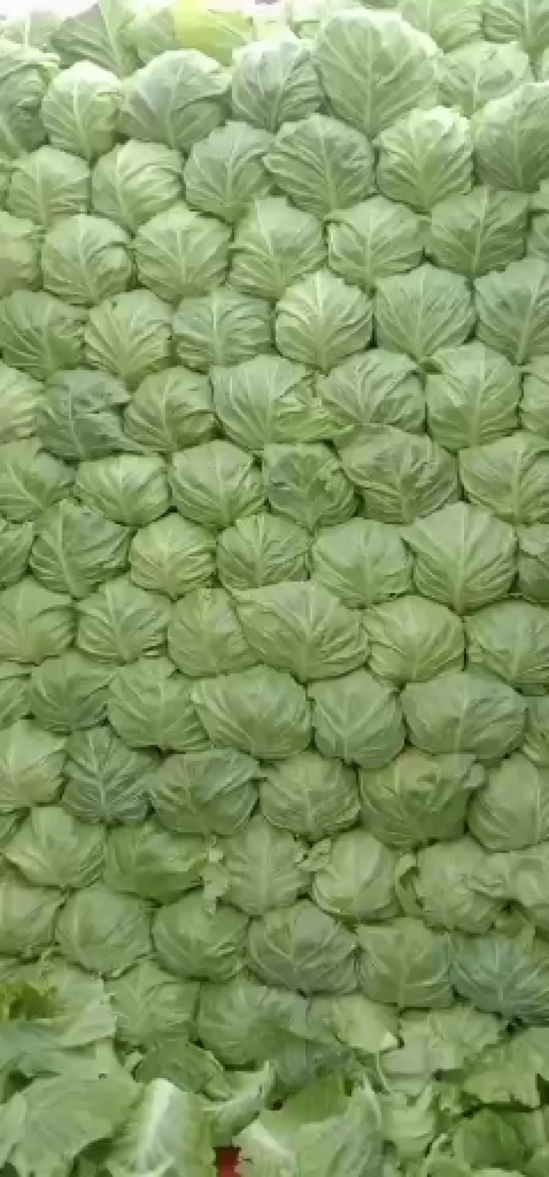 我处甘蓝以上市，需要的联系我