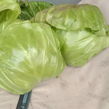 我处甘蓝以上市，需要的联系我